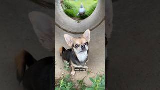 Lindy the Chihuahua v the shark who will win #sharks #cutedogs #chihuhua #funnydogs