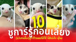 10 ชูการ์ ชูการ์ไกรเดอร์รู้ก่อนเลี้ยง (ฉบับคนเลี้ยง) ชูก้ามีกี่สี นิสัยยังไง ดุไหม กินอะไรได้บ้าง?!