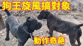 獵犬旋風搞對象輕車熟路，狗王頂級項圈花落誰家，修羅還是閃電？