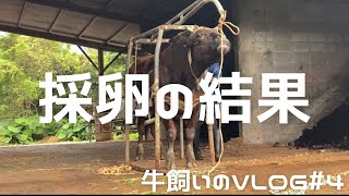 【VLOG】採卵の結果『牛飼いのVLOG#4』