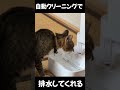 水を史上最高に美味そうに飲む猫　 保護猫 捨て猫 ネコ cat 自動給水器