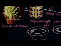 reproduction in gymnosperms plant kingdom biology khan academy