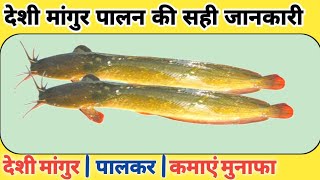 Desi mangur palan | देसी मांगुर पालन की जानकारी | fish farming