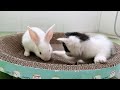 When A Kitten Meets A Bunny For The First Time