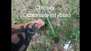 About Chicory (Cichorium intybus) and its uses of this awesome road side weed.