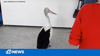 Pelican waddles into fish and chips restaurant