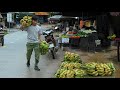 Harvesting large bananas and selling them at the country market on a stormy day, 2 year in forest