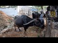 காங்கேயம் நாட்டு எருமை desi buffalo of tamilnadu