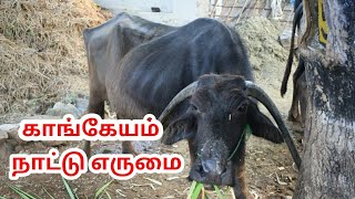 காங்கேயம் நாட்டு எருமை | Desi Buffalo of tamilnadu