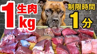 【大食い犬ASMR】ママが生肉あげたら最速で飲み干す愛犬が異次元すぎるwww 　Dog eats raw meat ＆ bones