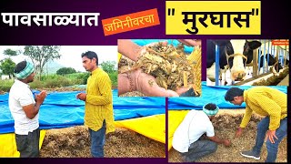 #पावसाळ्यात जमिनीवरचा मुरघास तंत्र#शेतकऱ्याचा अनोखा प्रयोग #Murghas #Farmer's unique experiment