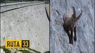 Las Cabras Monteses Escaladoras de Presa | Italia