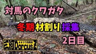 対馬クワガタ採集2日目