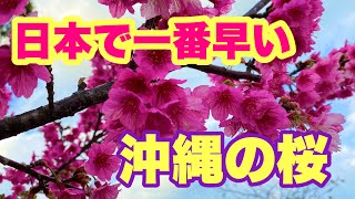 日本一早い沖縄の桜を見に行ったら綺麗すぎた！