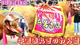 沖縄闘牛 牛若赤丸ぎのわん號 in ダブル横綱選抜大闘牛大会 2023年 2月12日 | 石川多目的ドーム