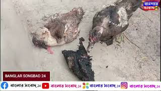 হিঙ্গলগঞ্জ:রাতে আগুনে পুড়ে ছাই একটি ঘর সহ বাইক এবং হাঁস মুরগি।