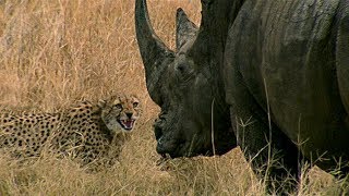 Curious Cheetah Cubs Take On A Rhino | BBC Earth