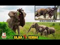 Ketika Gajah vs Kerbau Liar Afrika Ketemu di Alam Liar. Begini Hasil Pertarungannya.?