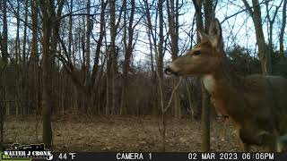 Experience the Thrill of the Wild: March Trail Camera Footage from Secret Location Two