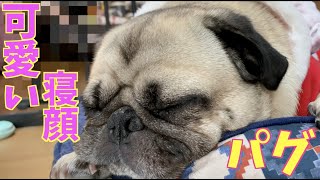 【パグの寝顔】うとうと…寝落ちしそうになるパグ犬リク#116