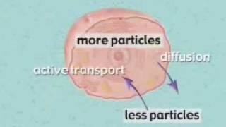 Osmosis and Diffusion