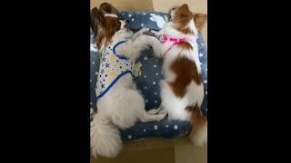 手を繋いで寝る犬 #shorts