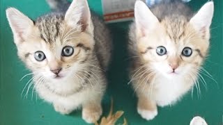 【保護子猫】大きな鳴き声で「ご飯まだ？」と催促する子猫達。【赤ちゃん猫】