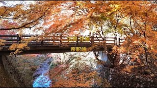 【広島の紅葉】帝釈峡は枯れてるから神龍湖近くの小さい橋しか紅葉が無いよ。#広島紅葉 #帝釈峡 ＃神龍湖