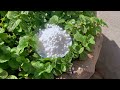 urea fertilizer 1kg premium nitrogen fertilizer 46% for kitchen gardening lawn u0026 plants