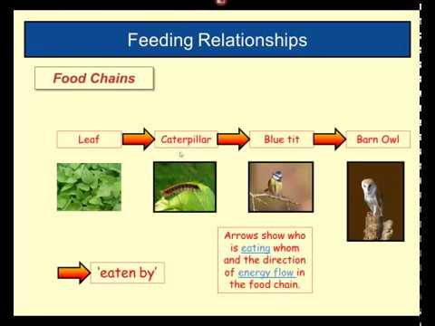 Feeding Relationships - YouTube