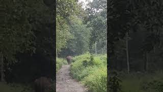 🐘 #Elephant #roadblock #forest #thenmala #mambazhathara #kerala #shorts