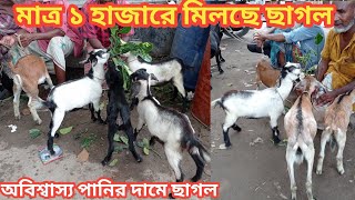 অবিশ্বাস্য কমদামে ছাগল || মাত্র ১ হাজারে মিলছে ছাগলের বাচ্চা || আজ ৩০ সেপ্টেম্বর || রেলবাজার হাট