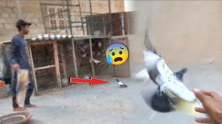 Bohat Mushkil Sa Pkra Is Kabootar Ko😨 || Pkra Hua Sherazi Pigeon Wapis Kr Dia☺️.#chirimari