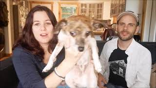 Dog DNA Test Kit Unboxing and review Italian greyhound chihuahua mix