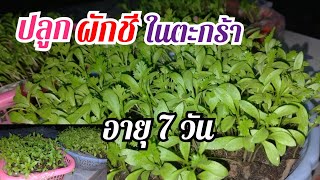 ปลูกผักชี ต้นสวยเเบบนี้ ต้องปลูกอย่างไร มีคำตอบ | เกษตร พอเพียง เลี้ยงชีวี