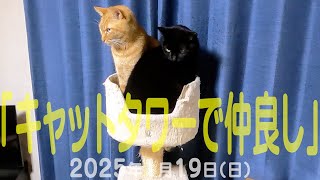 我が家の猫たち「キャットタワーで仲良し」2025年1月19日(日) \