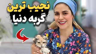 من میگم این گربه نجیب زاده س!!!😍👌 میگید نه!!!🤗 خودتون با چشاتون ببینید👍