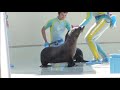 ルシアとセシ 新江ノ島水族館2014.3.7