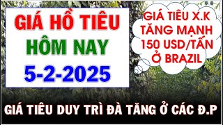 Giá hồ tiêu hôm nay ngày 5/2/2025|Giá tiêu X.K tăng 150 usd/tấn ở Brazil trong nước duy trì đà tăng