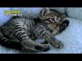 lovely 1 month growth from the day the kitten was born 【tiga begins ep.04】