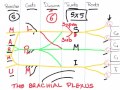 brachial plexus from scratch step by step draw it yourself