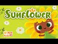 Muslim Songs For Kids 🌻  Sunflower ☀️  MiniMuslims