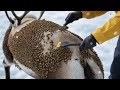 shocking rescue from bees