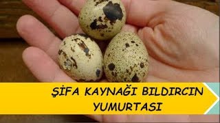 Bıldırcın Yumurtasının Faydaları Nelerdir?