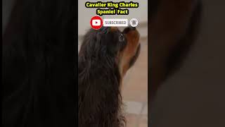 Cavalier King Charles Spaniel Fact 20