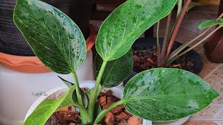 วิธีปลูกฟิโลเดนดรอนเบอร์กิ้น|How to Plant Philodendron Birkin|เมียฝรั่งพาปลูกต้นไม้ฟอกอากาศ|ep.100