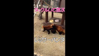 【癒される動画】レッサーパンダ の可愛いタックル　#アドベンチャーワールド#白浜#レッサーパンダ#和歌山#癒され動画#japantravel