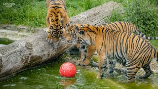 Sumatran tiger cubs at London Zoo embrace summer