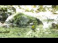 河口湖フィールドセンターのキビタキ（雄）の水浴び　その８（4k動画）