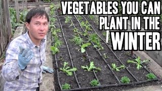 Vegetables You Can Plant in the Winter to Garden Year Round